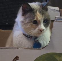 cat