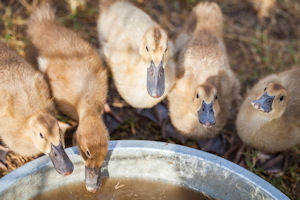 babyducks