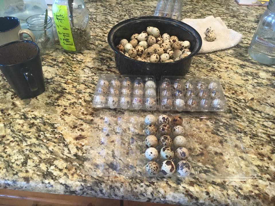 eggs