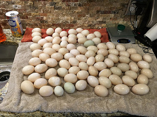 Eggs are Collected, Washed and Packaged Every Morning