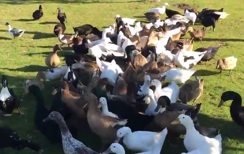 The Ducks Feasting On Breakfast Sprouts