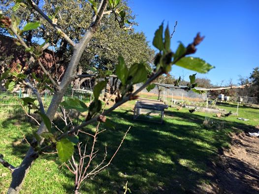 Mulberry that Will Feed Bird and Human Alike 