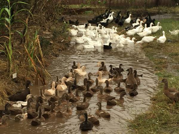 Spring Makes for Happy Ducks and Many Eggs!